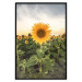 Wall Poster Sunflower Field - meadow full of yellow flowers against a bright sky 135762 additionalThumb 16