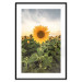 Wall Poster Sunflower Field - meadow full of yellow flowers against a bright sky 135762 additionalThumb 18