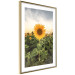 Wall Poster Sunflower Field - meadow full of yellow flowers against a bright sky 135762 additionalThumb 2