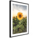 Wall Poster Sunflower Field - meadow full of yellow flowers against a bright sky 135762 additionalThumb 12