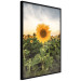 Wall Poster Sunflower Field - meadow full of yellow flowers against a bright sky 135762 additionalThumb 14