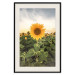 Wall Poster Sunflower Field - meadow full of yellow flowers against a bright sky 135762 additionalThumb 24