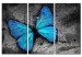 Canvas The study of butterfly - triptych 50362