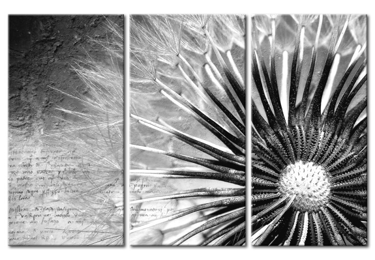 Canvas Print Dandelion (black and white) 50462