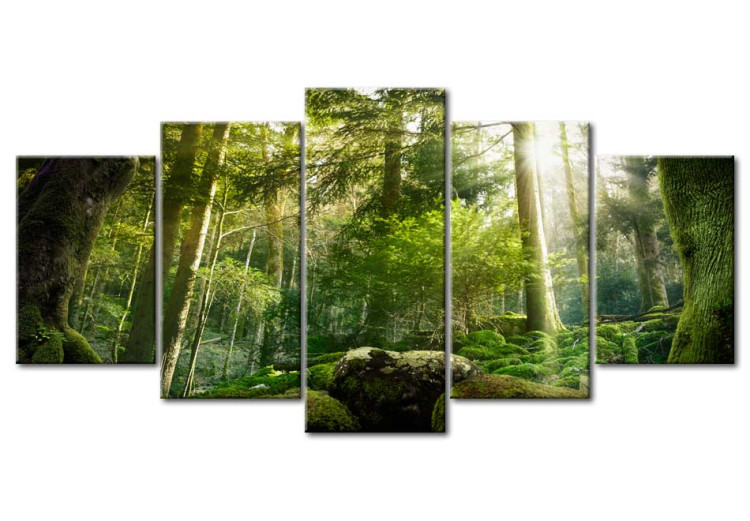 Canvas  The Beauty of the Forest 62462