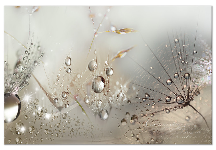Canvas Art Print Summer in Beige Shades (1-part) - Drops of Nature on a Dandelion 114972