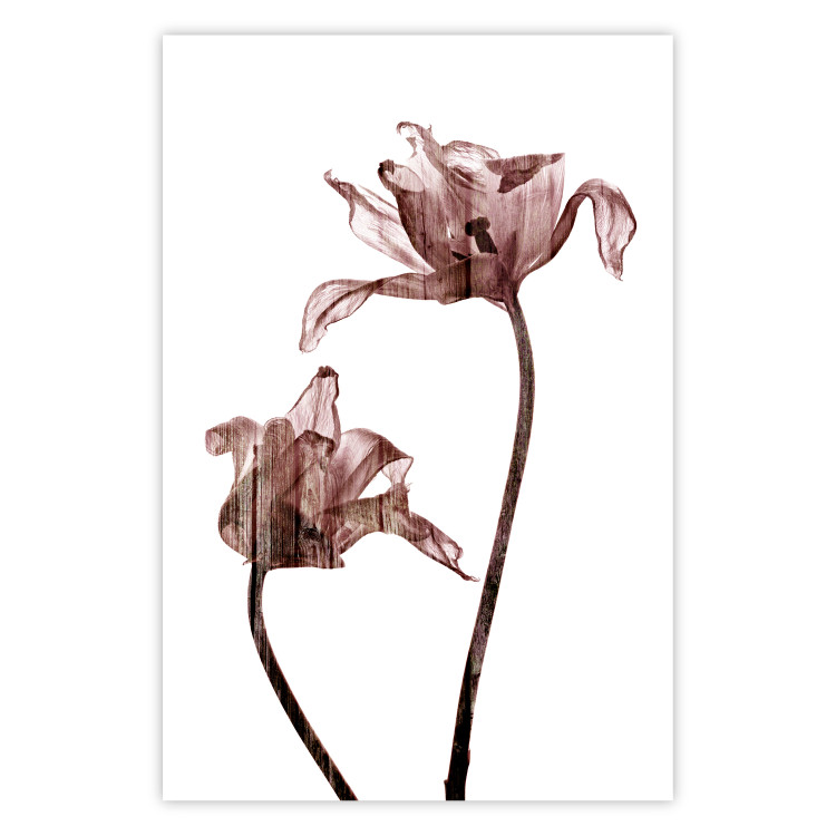 Poster Translucent Closeness - botanical composition with powdery pink flowers 118272