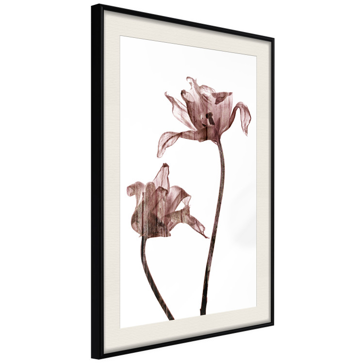 Poster Translucent Closeness - botanical composition with powdery pink flowers 118272 additionalImage 3