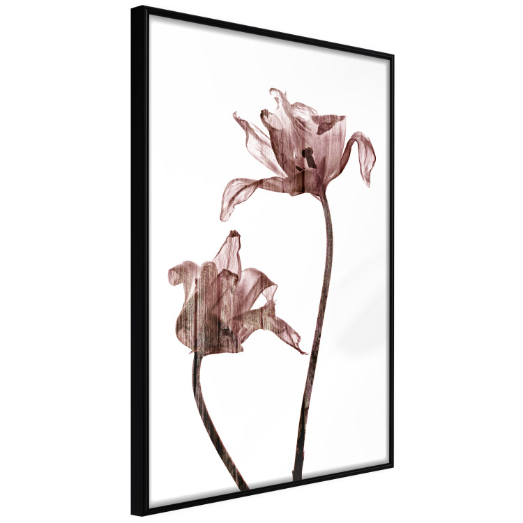 Poster Translucent Closeness - botanical composition with powdery pink flowers 118272 additionalImage 10