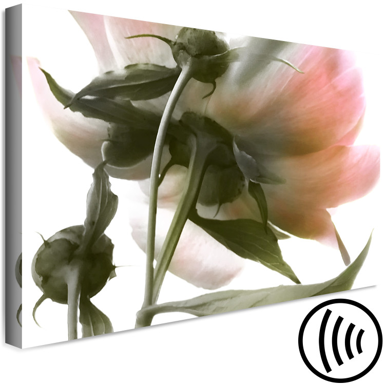 Canvas Print Peony Elegance (1-part) - Blooming and Delicate Flower Nature 122672 additionalImage 6
