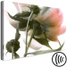 Canvas Print Peony Elegance (1-part) - Blooming and Delicate Flower Nature 122672 additionalThumb 6