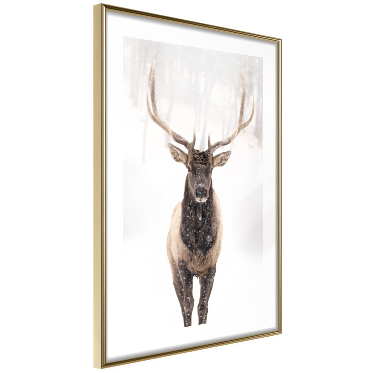 Poster Deer in the Snow - winter composition of a brown deer on a white background 137972 additionalImage 14