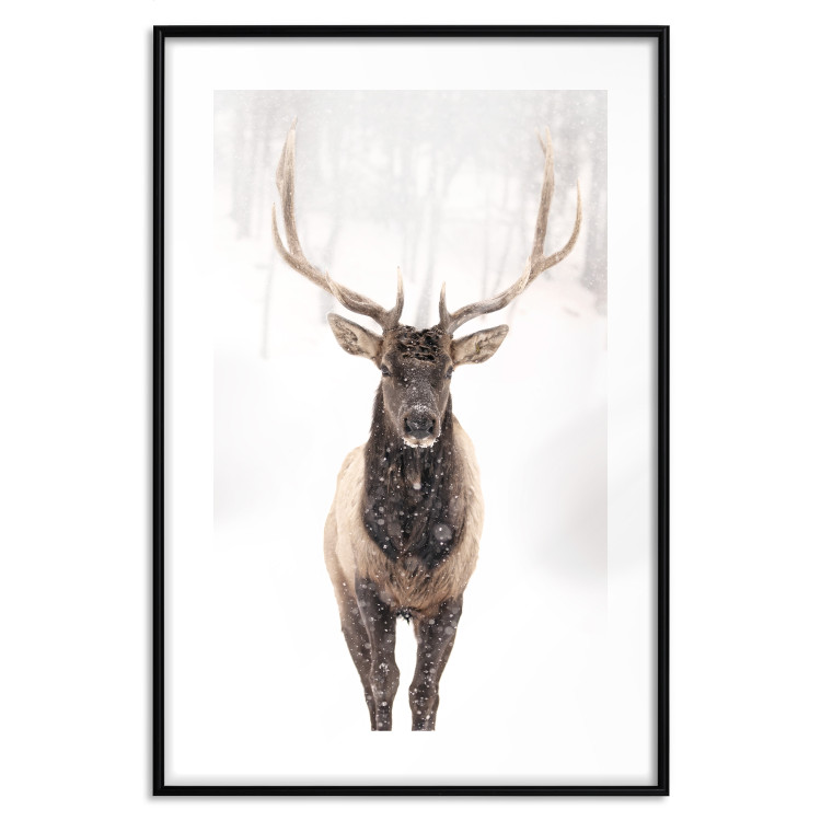 Poster Deer in the Snow - winter composition of a brown deer on a white background 137972 additionalImage 3