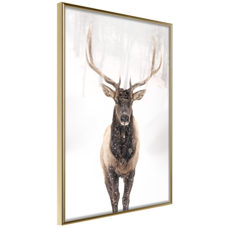 Poster Deer in the Snow - winter composition of a brown deer on a white background 137972 additionalImage 18