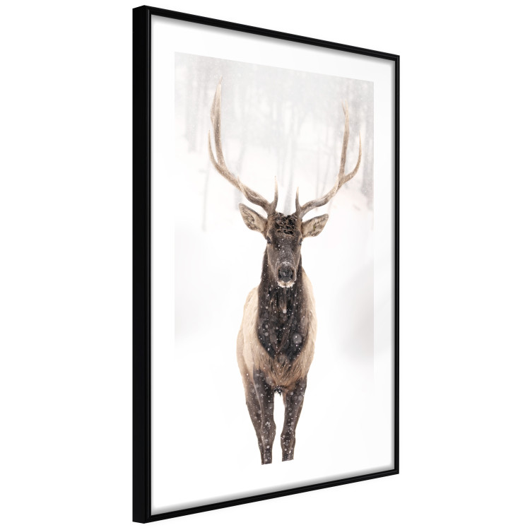 Poster Deer in the Snow - winter composition of a brown deer on a white background 137972 additionalImage 22
