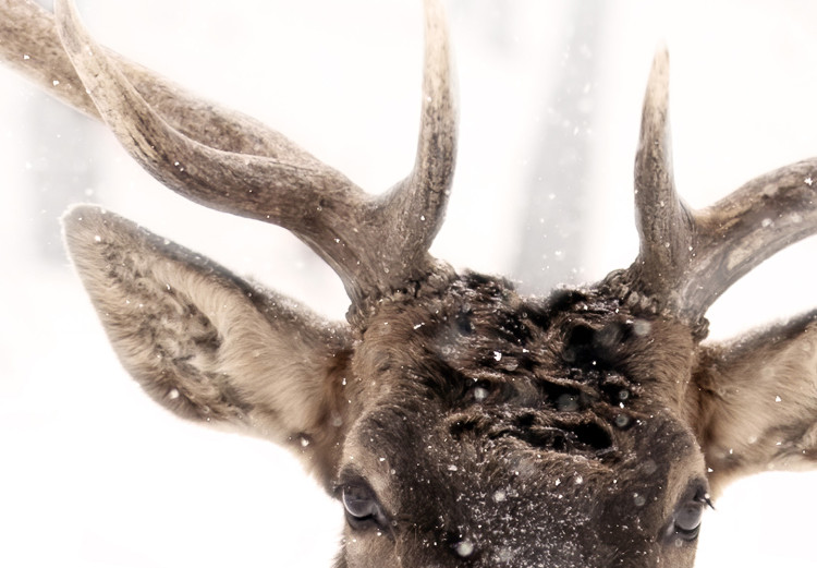 Poster Deer in the Snow - winter composition of a brown deer on a white background 137972 additionalImage 19