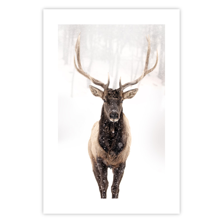 Poster Deer in the Snow - winter composition of a brown deer on a white background 137972 additionalImage 7