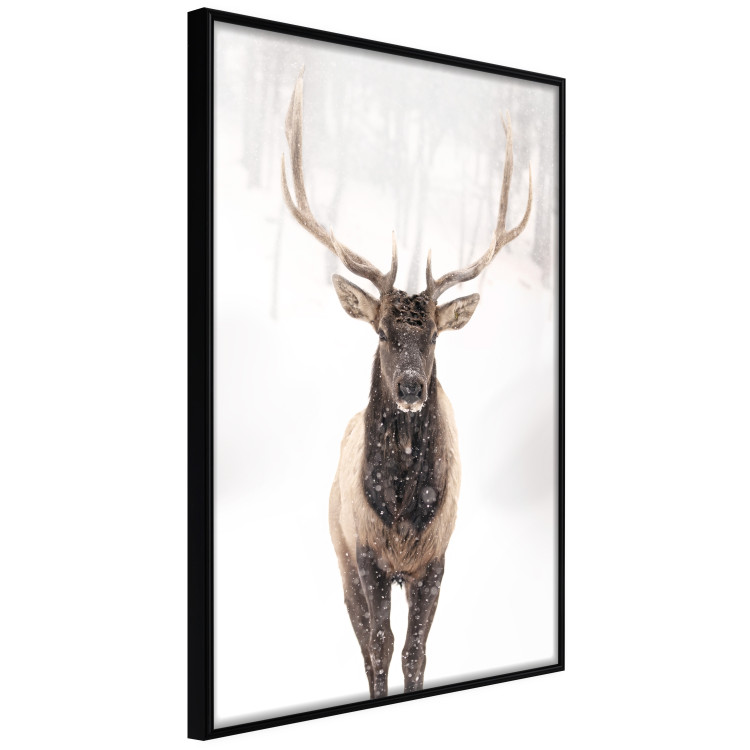 Poster Deer in the Snow - winter composition of a brown deer on a white background 137972 additionalImage 16