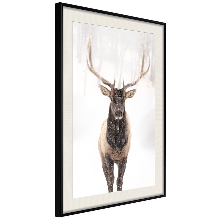 Poster Deer in the Snow - winter composition of a brown deer on a white background 137972 additionalImage 20