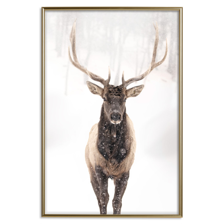 Poster Deer in the Snow - winter composition of a brown deer on a white background 137972 additionalImage 8