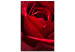 Canvas Print Red Flower (1-piece) - close-up of delicate rose petals 144772