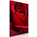 Canvas Print Red Flower (1-piece) - close-up of delicate rose petals 144772 additionalThumb 2