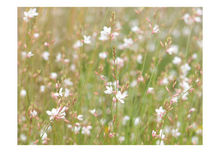 Wall Mural Delicate White Blossoms - Sunny Meadow with a Close-up of Flowers 60472 additionalImage 1