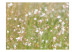 Wall Mural Delicate White Blossoms - Sunny Meadow with a Close-up of Flowers 60472 additionalThumb 1