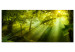 Canvas Print In the Sunlight (1-part) Narrow - Fairy Landscape of Green Forest 108082
