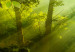Canvas Print In the Sunlight (1-part) Narrow - Fairy Landscape of Green Forest 108082 additionalThumb 5