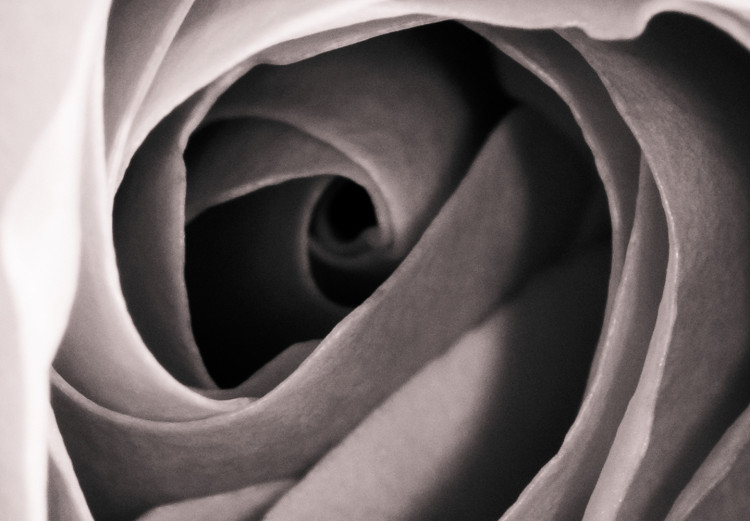 Wall Poster Rose Whirl - pattern imitating the appearance of a rose in an infinite swirl 122282 additionalImage 11