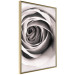 Wall Poster Rose Whirl - pattern imitating the appearance of a rose in an infinite swirl 122282 additionalThumb 12