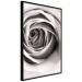 Wall Poster Rose Whirl - pattern imitating the appearance of a rose in an infinite swirl 122282 additionalThumb 10
