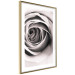 Wall Poster Rose Whirl - pattern imitating the appearance of a rose in an infinite swirl 122282 additionalThumb 6