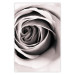 Wall Poster Rose Whirl - pattern imitating the appearance of a rose in an infinite swirl 122282