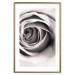 Wall Poster Rose Whirl - pattern imitating the appearance of a rose in an infinite swirl 122282 additionalThumb 14