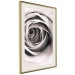 Wall Poster Rose Whirl - pattern imitating the appearance of a rose in an infinite swirl 122282 additionalThumb 2