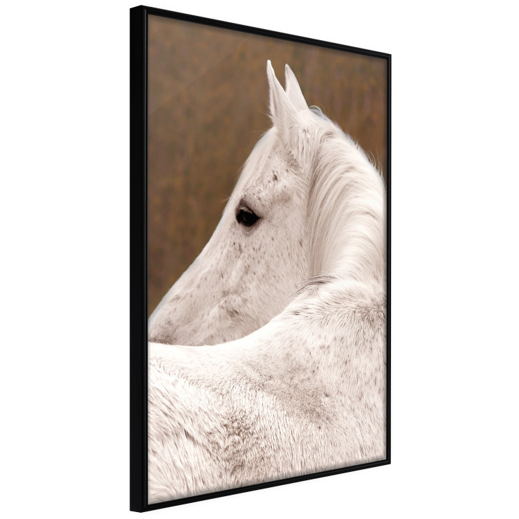 Wall Poster Sad Eyes - rear view portrait of a white horse against a golden nature background 126882 additionalImage 11