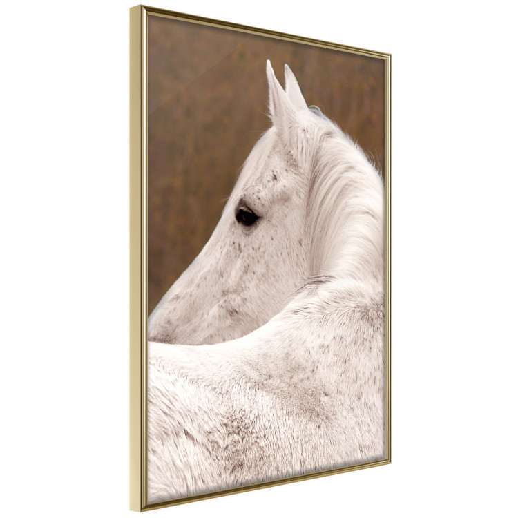 Wall Poster Sad Eyes - rear view portrait of a white horse against a golden nature background 126882 additionalImage 12