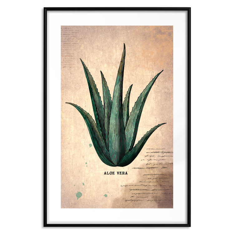 Poster Herbarium Page - vintage composition with green plant on brown background 129382 additionalImage 15
