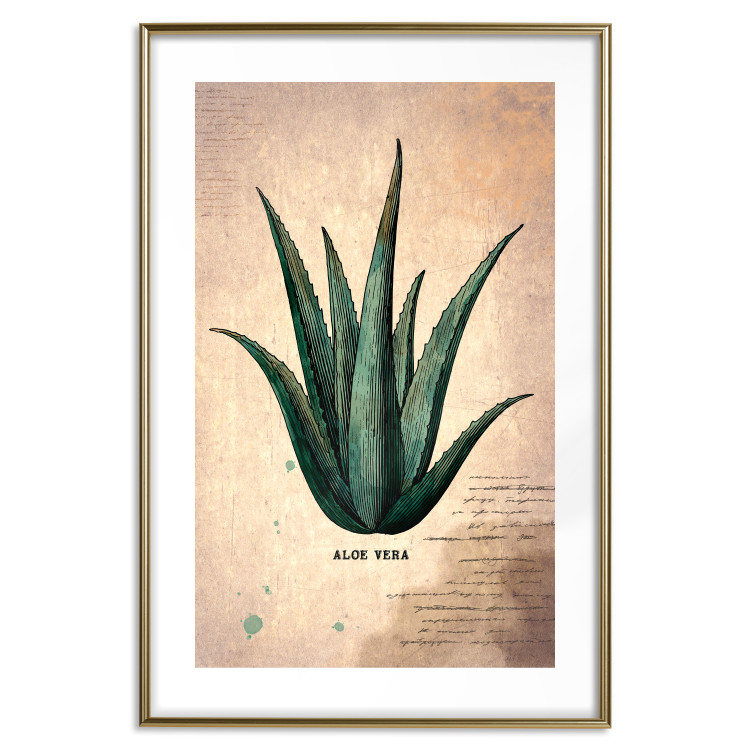 Poster Herbarium Page - vintage composition with green plant on brown background 129382 additionalImage 21