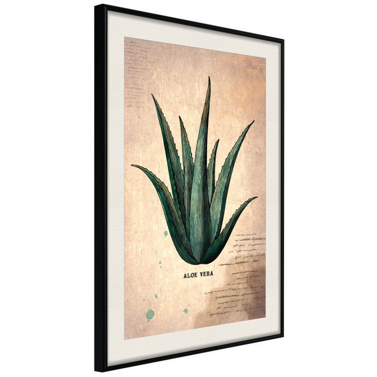 Poster Herbarium Page - vintage composition with green plant on brown background 129382 additionalImage 2