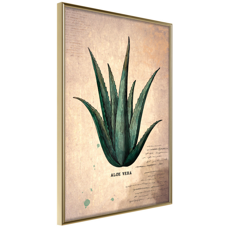 Poster Herbarium Page - vintage composition with green plant on brown background 129382 additionalImage 14