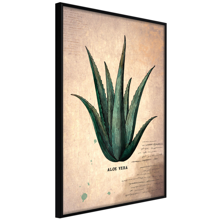 Poster Herbarium Page - vintage composition with green plant on brown background 129382 additionalImage 11