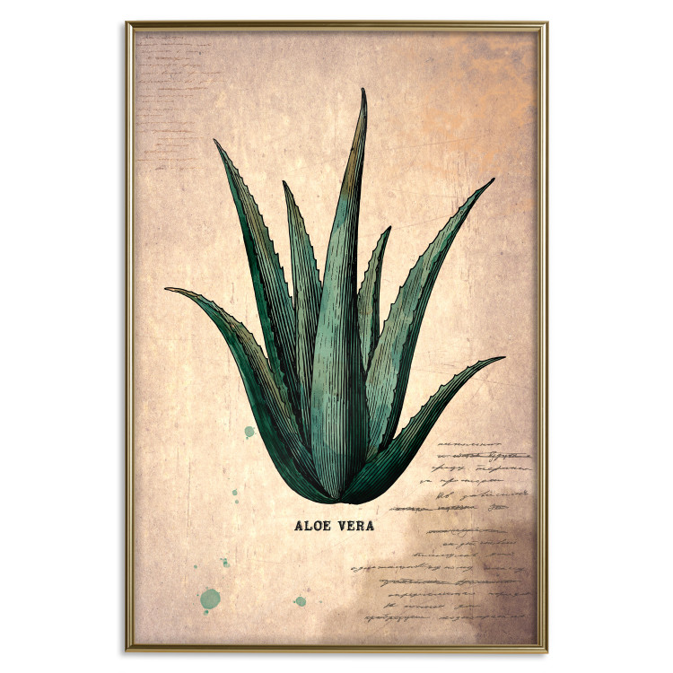 Poster Herbarium Page - vintage composition with green plant on brown background 129382 additionalImage 19
