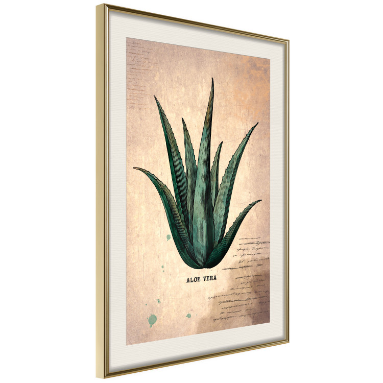Poster Herbarium Page - vintage composition with green plant on brown background 129382 additionalImage 3