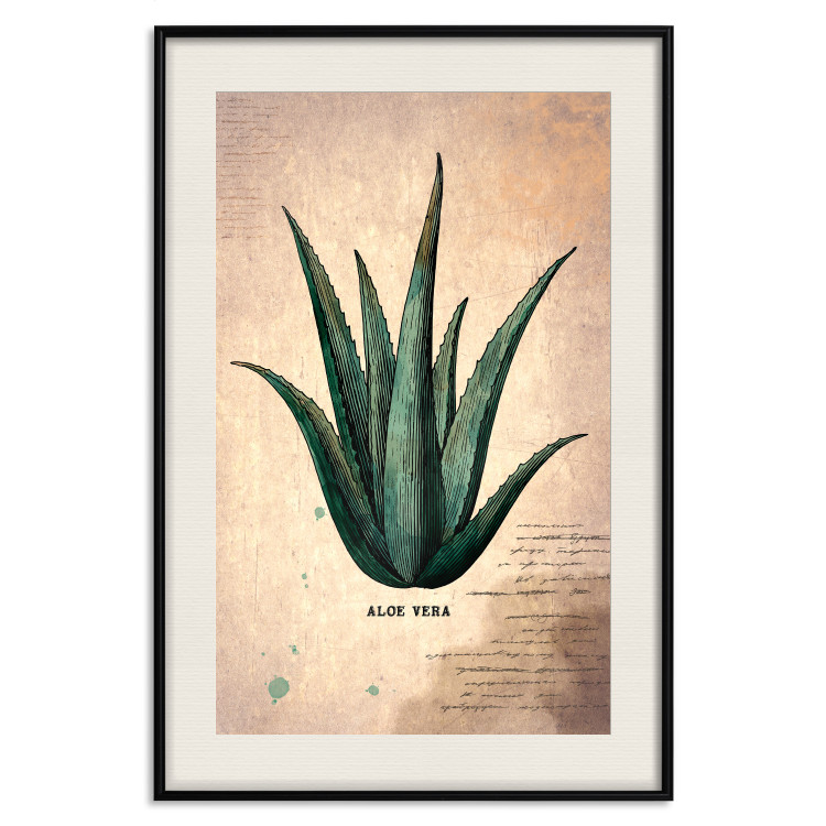 Poster Herbarium Page - vintage composition with green plant on brown background 129382 additionalImage 22