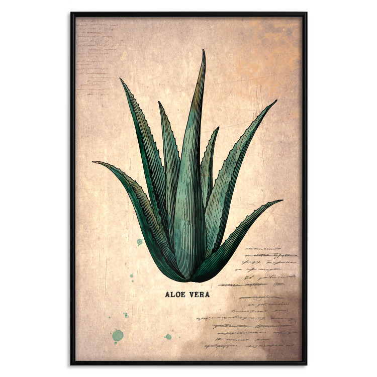Poster Herbarium Page - vintage composition with green plant on brown background 129382 additionalImage 27
