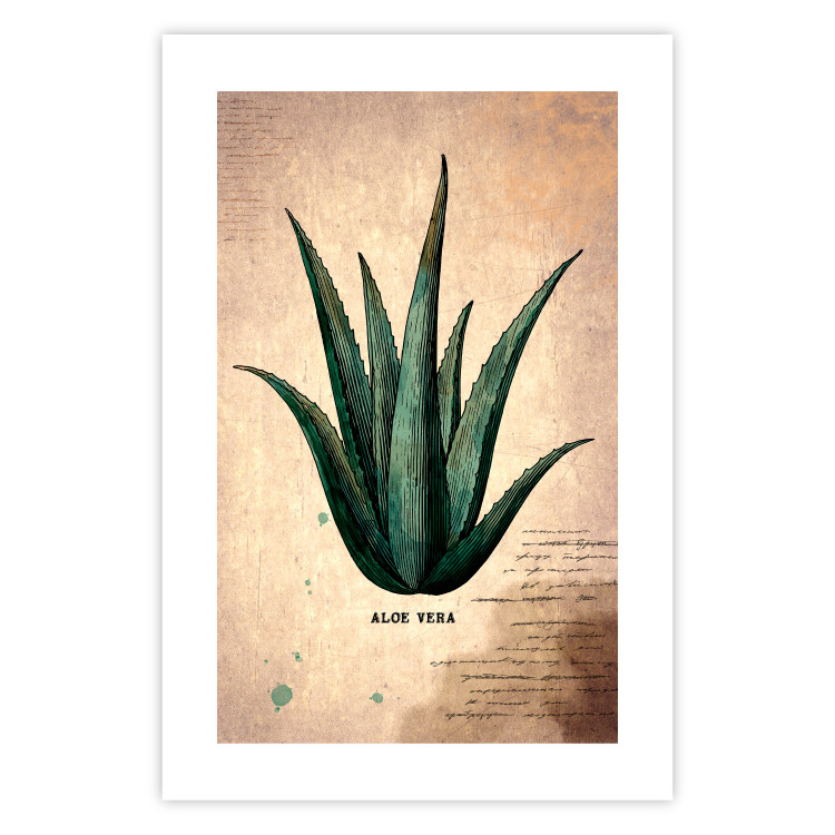 Poster Herbarium Page - vintage composition with green plant on brown background 129382 additionalImage 17