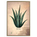 Poster Herbarium Page - vintage composition with green plant on brown background 129382 additionalThumb 26
